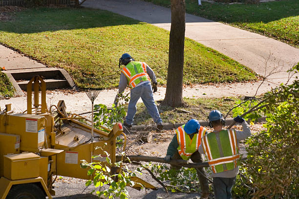 Best Affordable Tree Service  in Cotter, AR